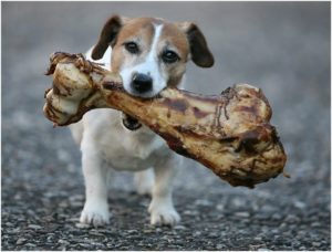 Read more about the article What Are Some Good Sources of Calcium for My Dog?
