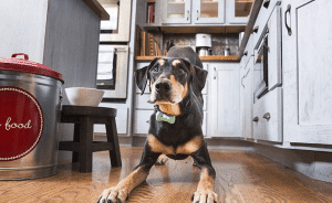 Read more about the article WonderWoof BowTie Dog Activity Tracker
