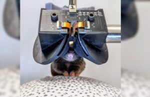 Read more about the article Scientists Build an Itty-bitty VR Headset to Better Study Mice